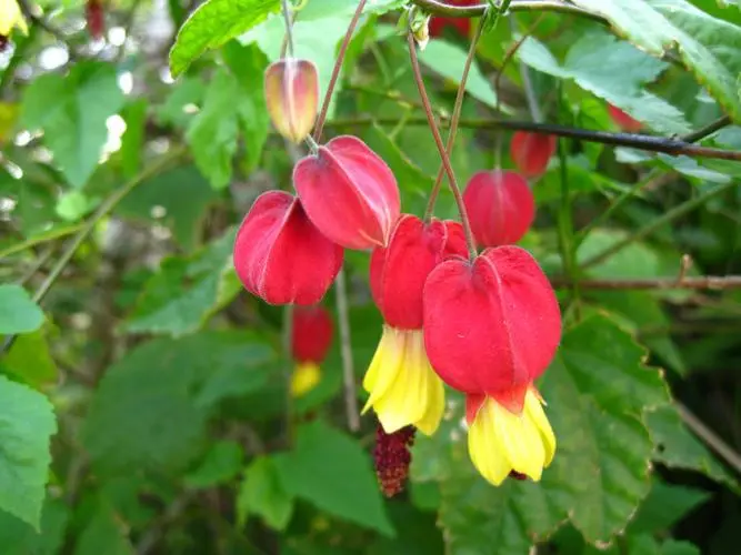 蔓性风铃花