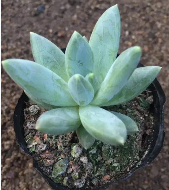 蓝黛莲xPachyveria ‘Glauca’