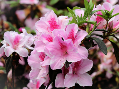 杜鹃花百科_杜鹃花夏天怎么养，请记住这三点