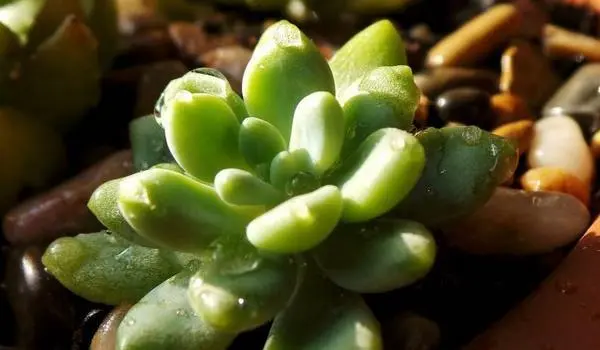 植物种植—多肉凝脂莲和劳尔的区别